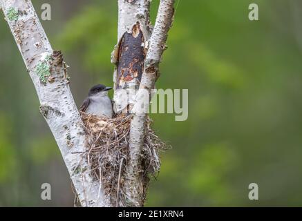 kingbird de l'est assis sur un nid dans le nord du Wisconsin. Banque D'Images