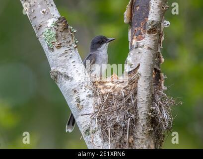 Nidification de kingbird dans le nord du Wisconsin. Banque D'Images