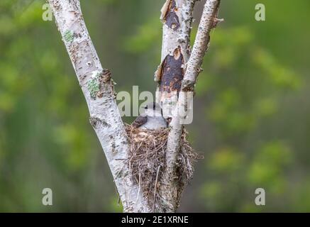 kingbird de l'est assis sur un nid dans le nord du Wisconsin. Banque D'Images