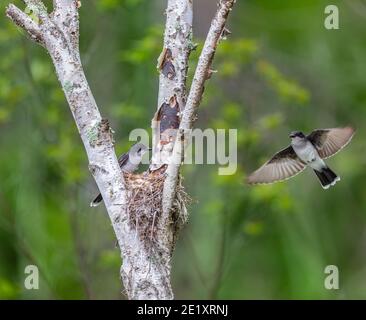 kingbird de l'est en vol vers le nid dans le nord du Wisconsin. Banque D'Images