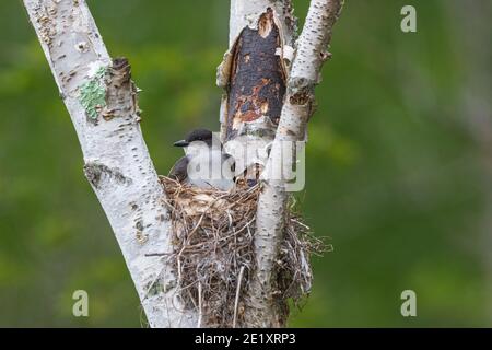 Nidification de kingbird dans le nord du Wisconsin. Banque D'Images