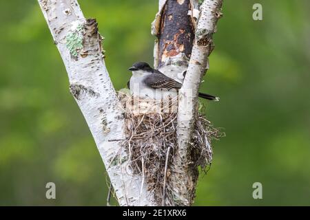 Nidification de kingbird dans le nord du Wisconsin. Banque D'Images