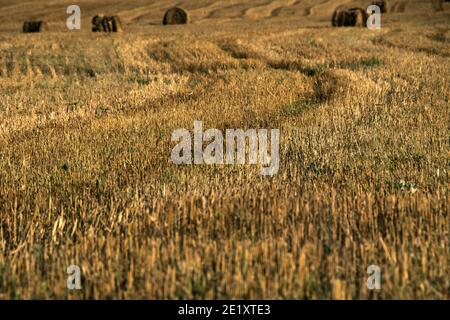 Champ jaune d'herbe tonde courte et dure avec balles rondes de foin à l'horizon Banque D'Images