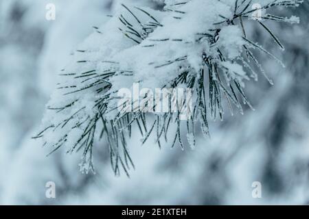 Branches enneigées. Pins d'hiver avec aiguilles recouvertes de gel. Banque D'Images