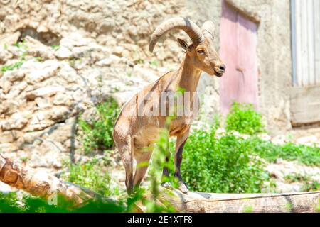 Daghestan tur animal . Capra cylindricornis . Vers. Caucasien de l'est Banque D'Images