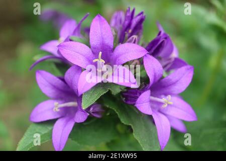 Fleurs de la cloche pourpre dans le jardin, Campanula pourpre glomerata, fleurs de la cloche pourpre macro, Beauté dans la nature, macro photographie, stock image Banque D'Images