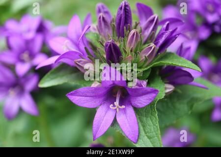 Fleurs de la cloche pourpre dans le jardin, Campanula pourpre glomerata, fleurs de la cloche pourpre macro, Beauté dans la nature, macro photographie, stock image Banque D'Images