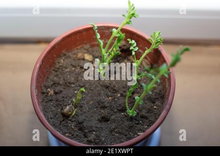 Pousses de pois chiches dans un pot. Plantes en croissance à la maison.vue d'en haut Banque D'Images