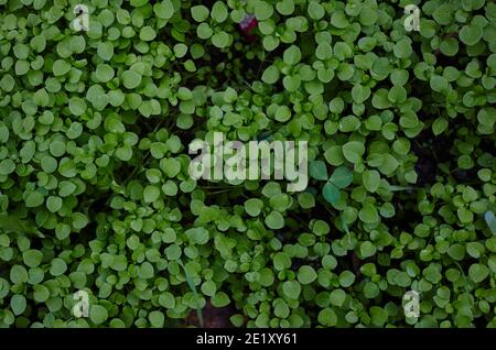 Mauvaise herbe à chiche, plante de médias Stellaria dans le jardin. Les plantes sont annuelles et avec des tiges minces faibles. Nom de famille Caryophyllaceae, Nom scientifique Stella Banque D'Images