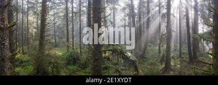 D'énormes séquoias, Sequoia sempervirens, prospèrent dans une forêt côtière de Klamath, en Californie du Nord. Les séquoias sont les plus grands arbres de la terre. Banque D'Images