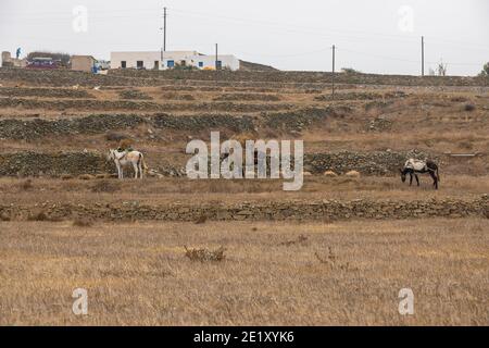 Île de Folegandros, Grèce - 24 septembre 2020 : ânes maîtrisées. Bâtiments et voitures en arrière-plan. Banque D'Images