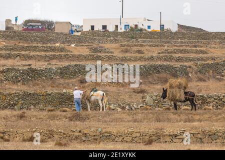 Île de Folegandros, Grèce - 24 septembre 2020 : ânes maîtrisées. Bâtiments et voitures en arrière-plan. Banque D'Images