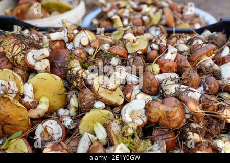 Champignons Suillus sales et non pelés dans un seau. Cueillette de champignons sauvages dans la forêt d'automne. Nom de famille Boletaceae, Nom scientifique Suillus. Vue de dessus Banque D'Images