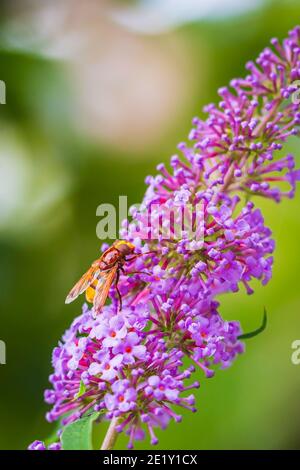 Volucella zonaria, le Hornet imiter hoverfly, d'alimentation sur le nectar des fleurs pourpre Buddleja davidii Banque D'Images