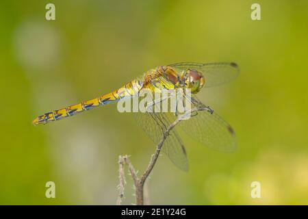 Vue d'un commun Darter, Sympetrum striolatum, femelle avec ses ailes s'étaler il sèche ses ailes dans le début, lumière chaude du soleil Banque D'Images