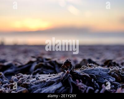 Gros plan sur les algues gelées le matin de janvier au lever du soleil le dimanche 10 janvier 2021 à Worthing Beach, Worthing. . Photo de Julie Edwards. Banque D'Images