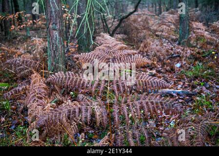 Automne fougère dans la forêt. Mise au point sélective. Banque D'Images