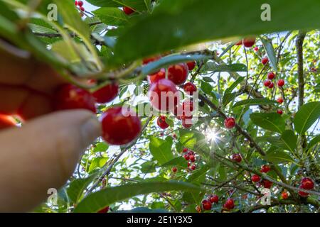 Cerises fraîches et mûres cueillies de l'arbre. Banque D'Images