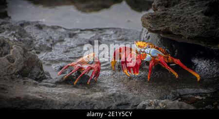 Le crabe adulte sally lightfoot (Grapsus Grapsus) aux couleurs vives sur les rochers des îles Galapagos face à face avec un mineur. Banque D'Images