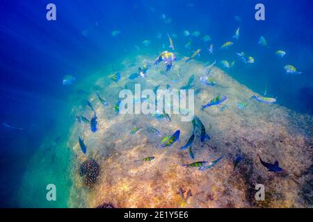 Une école de Sergent major Panamic (Abudefduf troschelii) nage de poissons abve un récif au large de Baja California, Mexique. Banque D'Images