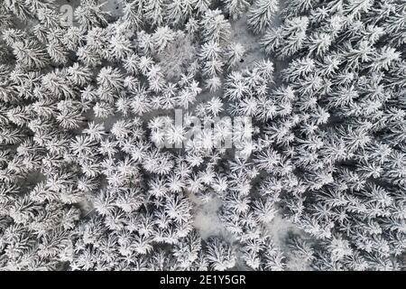 Forêt de pins enneigés gelée en hiver. Vue aérienne des sapins couverts de neige Banque D'Images