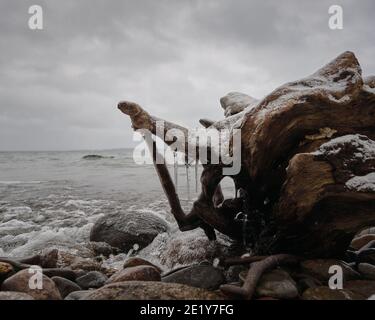 Glaces sur une racine d'arbre située sur une plage rocheuse par la mer Banque D'Images