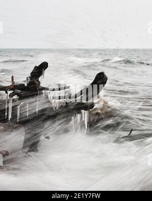 Glaces sur une racine d'arbre située sur une plage rocheuse au bord de la mer avec des vagues qui s'écrasant Banque D'Images