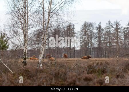 les vaches brunes entre le bouleau sans feuilles dans une bruyère paysage Banque D'Images