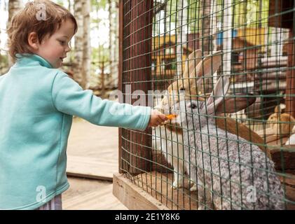 Petit garçon nourrissant des lapins dans une cage avec des carottes Banque D'Images