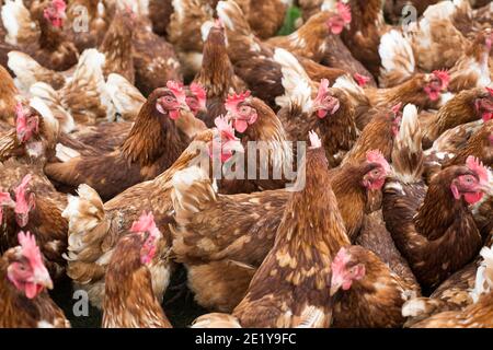 Poules pondeuses en liberté sur une ferme britannique à Shropshire, Royaume-Uni. Banque D'Images