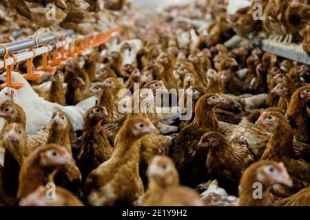 Poules pondeuses en liberté à l'intérieur d'un hangar dans une ferme britannique du Yorkshire, au Royaume-Uni. Banque D'Images