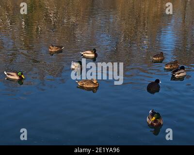 Groupe de canards colverts (anas platyrhynchos) nageant dans un étang d'un parc à Sigmaringen, Allemagne avec des reflets d'eau. Banque D'Images