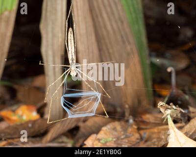 Araignée à face d'Ogre (Deinopis sp.). Tenir sa toile prête à attraper un article de proie. Dans la forêt tropicale, Equateur Banque D'Images