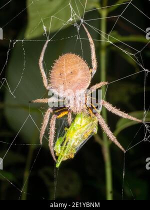 Eriophora sp., araignée en toile d'orbe amazonienne, mangeant une proie la nuit, en Équateur Banque D'Images