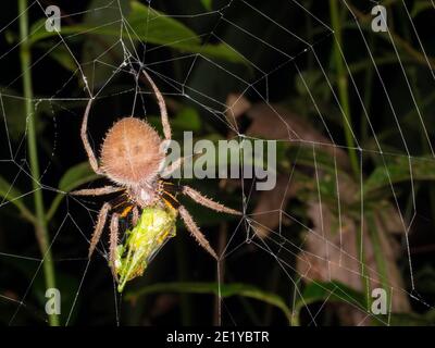 Eriophora sp., araignée en toile d'orbe amazonienne, mangeant une proie la nuit, en Équateur Banque D'Images