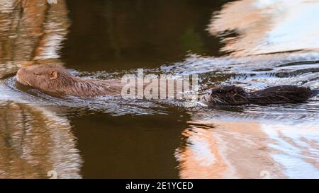 Haltern am See, NRW, Allemagne, 10 janvier 2021. Un des mineurs nage avec maman. Une famille de coypu (Myocastor coypus), également appelée nutria, avec maman et cinq jeunes profiter du soleil en fin d'après-midi le long des rives du ruisseau Mill près du lac Haltern. La région, généralement populaire auprès des voyageurs de jour et des vacanciers, a été calme cette année en raison de la pandémie de corona, permettant à la petite colonie de coypus de se développer. Banque D'Images