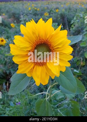 Gros plan d'un champ agricole de tournesol semé. Helianthus. Banque D'Images