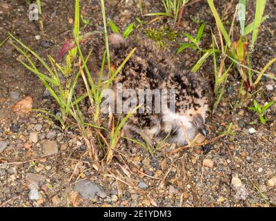 Poussin nouvellement éclos du Laponie du Sud (Vanellus chilensis) dans une clairière dans la forêt amazonienne, en Équateur Banque D'Images