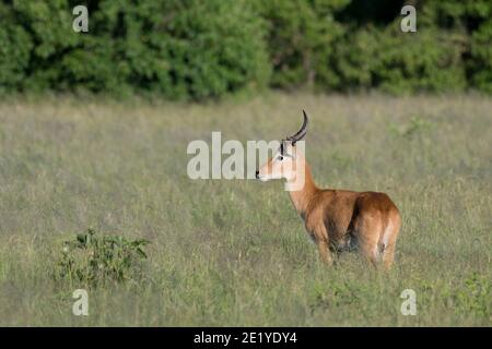 Antilope mâle de Puku (Kobus vardonii) dans son habitat typique des prairies, parc national de Chobe, Botswana, Afrique. Banque D'Images