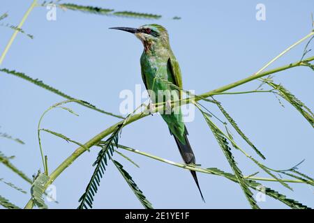 Un Bee-eater à chetée bleue (Merops persicus) à la recherche d'insectes au bord de la rivière Chobe, île Sedudu, parc national de Chobe, Botswana. Banque D'Images