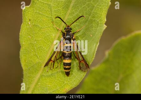 Moth, Carmenta wellerae, Sesiidae. Longueur d'orientation 10 mm. Banque D'Images