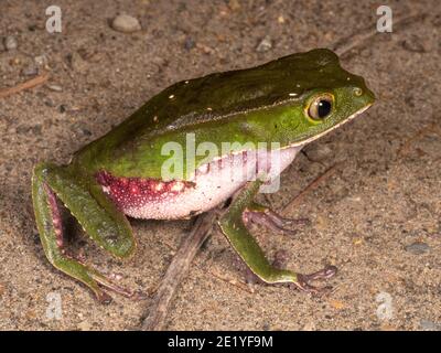 Grande grenouille de singe (Phylomedusa vaillantii), femelle bordée de blanc, qui migre le long du sol vers un site de reproduction (étang) dans l'Amazonie équatorienne. Banque D'Images