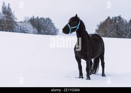 Étalon de Frise dans le champ d'hiver. Cheval de Frise noir en hiver. Banque D'Images