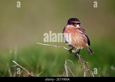 Oiseau de pierre femelle perché sur une brindille dans un champ herbeux naturel Banque D'Images