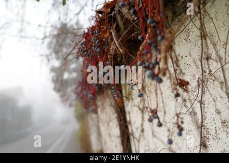 Rue par une journée d'hiver dans la brume, avec un détail d'un mur partiellement couvert de l'ivy de Boston, en latin Parthenocissus tricuspidata, avec des fruits secs dessus. Banque D'Images