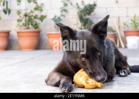 chien de berger allemand noir jouant avec le jouet Banque D'Images