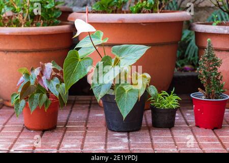 roses rouges dans un jardin en pot Banque D'Images