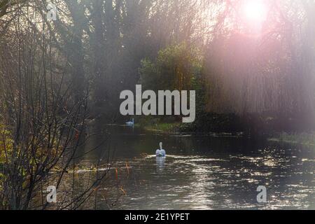 Un cygne nage sur le fleuve Itchen dans le Hampshire Banque D'Images