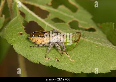 Femelle d'araignée sauteuse, Paraphidipus aurantius, Salticidae. Alimentation sur l'arbre Hopper, Membracidae. Banque D'Images