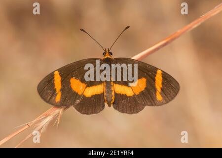 Elf Butterfly, microtia elva, Nymphalidae. Banque D'Images